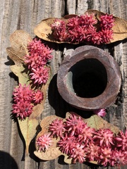 Cynips quercusechinus