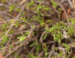 Hermannia filifolia