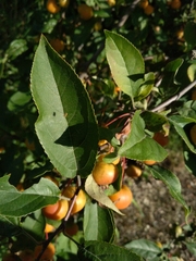 Malus floribunda