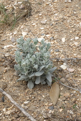 Convolvulus persicus