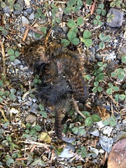 Troglodytes pacificus