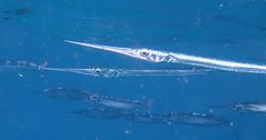 Platybelone argalus