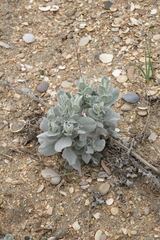 Convolvulus persicus