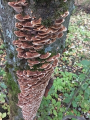 Mensularia radiata