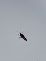 Trimerotropis verruculata