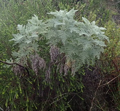 Artemisia afra