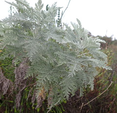 Artemisia afra