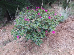 Mirabilis jalapa
