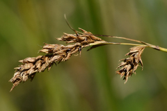 Carex cusickii