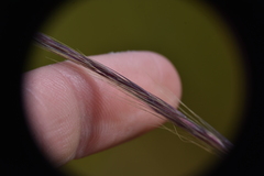 Festuca myuros