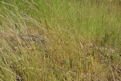 Festuca myuros