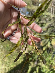 Salix nigra