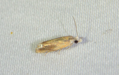 Eucosma raracana