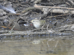 Phylloscopus inornatus