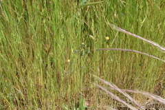Hypochaeris glabra