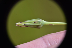 Hypochaeris glabra