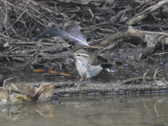Phylloscopus inornatus