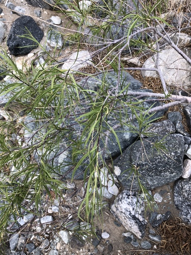 iNaturalist observation photo of desert willow
