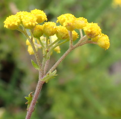 Hippia frutescens