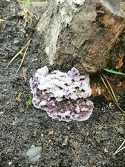 Chondrostereum purpureum