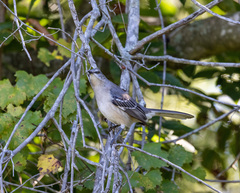Mimus polyglottos polyglottos
