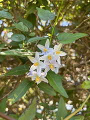 Solanum laxum