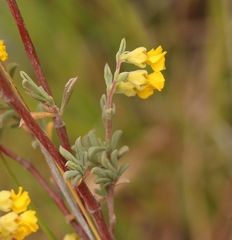 Hermannia diversistipula