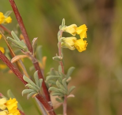 Hermannia diversistipula