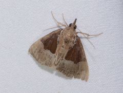 Hypena bijugalis