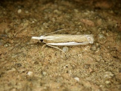 Crambus argyrophorus