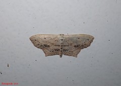 Scopula cacuminaria