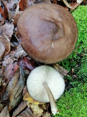 Pluteus