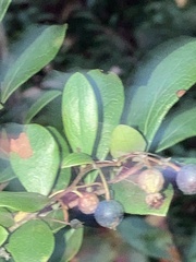 Vaccinium arboreum