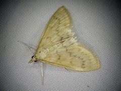 Paratalanta pandalis