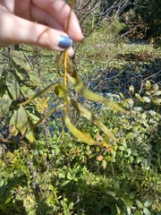 Salix nigra