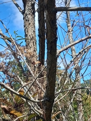 Salix nigra