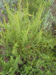 Erica leucopelta