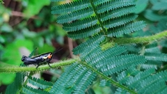 Chromacris