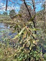 Salix nigra