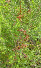 Erica leucopelta