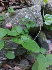 Clematis pitcheri