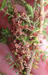 Erica leucopelta