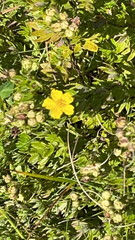 Potentilla gracilis