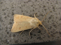 Mythimna vitellina