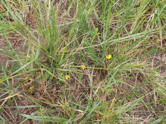 Aspalathus biflora longicarpa