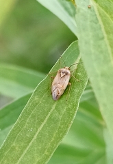 Lygus rugulipennis
