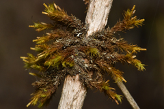 Orthotrichaceae