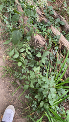 Cyanthillium cinereum