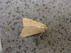 Mythimna vitellina