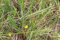 Aspalathus biflora longicarpa